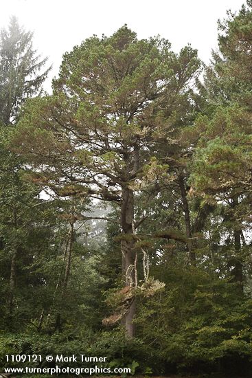 Pinus muricata