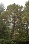 Bishop Pine