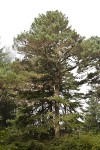 Bishop Pine