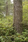Bishop Pine trunk w/ Salal understory