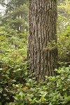 Bishop Pine trunk w/ Salal understory