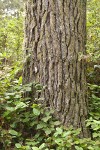 Bishop Pine trunk