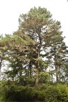 Bishop Pine