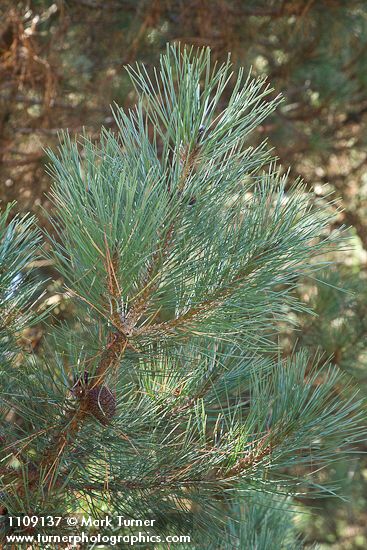 Pinus muricata