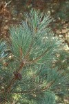 Bishop Pine foliage & cone