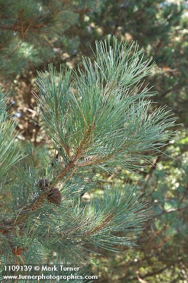 Pinus muricata