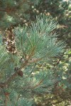 Bishop Pine foliage & cone