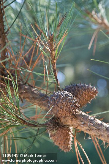 Pinus muricata