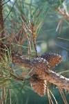 Bishop Pine cones