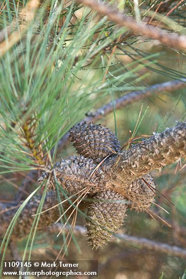 Pinus muricata