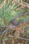 Bishop Pine cones