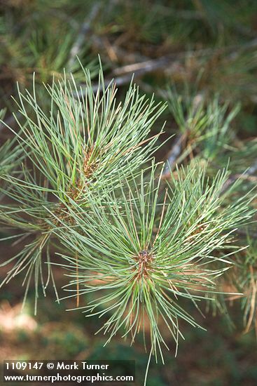 Pinus muricata