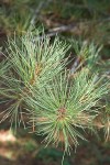 Bishop Pine foliage