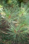 Bishop Pine foliage