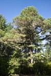 Bishop Pine