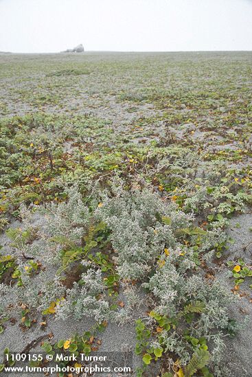 Atriplex leucophylla