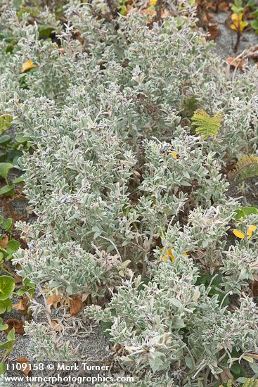 Atriplex leucophylla