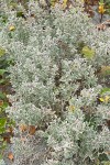 Beach Saltbush