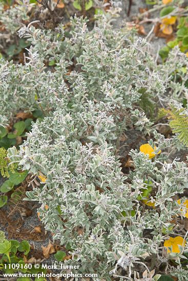 Atriplex leucophylla