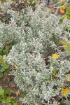 Beach Saltbush