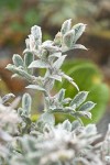 Beach Saltbush foliage