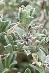 Beach Saltbush foliage