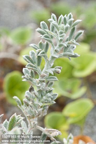 Atriplex leucophylla