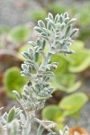 Beach Saltbush foliage