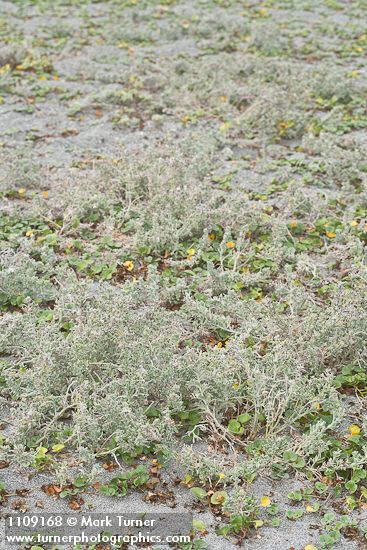 Atriplex leucophylla