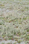 Beach Saltbush w/ Beach Morning-glory foliage