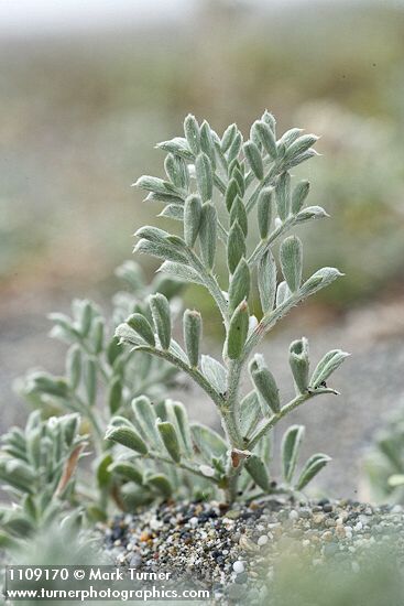 Atriplex leucophylla