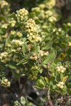 Chaparral Broom blossoms & foliage