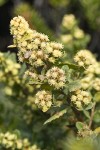 Chaparral Broom blossoms