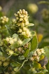 Chaparral Broom blossoms & foliage