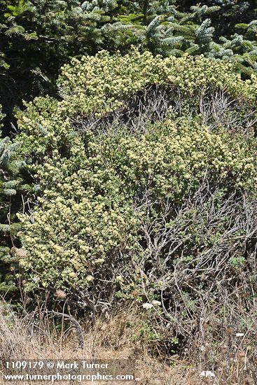 Baccharis pilularis