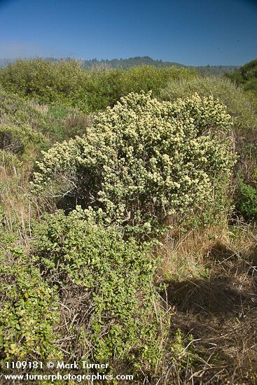 Baccharis pilularis