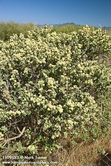 Baccharis pilularis