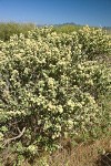 Chaparral Broom