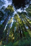 Redwoods, view up to crowns