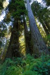 Redwoods, view up to crowns w/ Lady Ferns at base