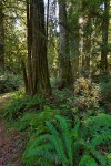 Redwoods w/ Sword Ferns