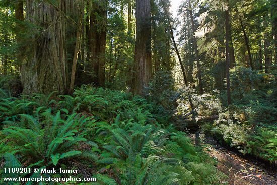 Sequoia sempervirens; Polystichum munitum