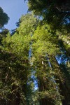 Redwoods view up to crowns