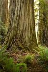 Redwood trunks