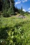 Green Corn Lilies, Sitka Valerian, Fireweed in subalpine meadow w/ Mountain Hemlocks bkgnd