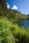 Fireweed, Mountain Arnica in subalpine meadow above Twin Lakes w/ Mountain Hemlocks bkgnd