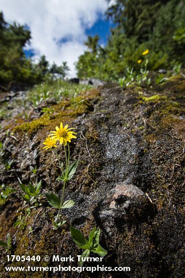 Arnica latifolia