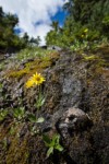 Mountain Arnica