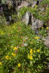 Mountain Arnica, Columbine, Wandering Daisies