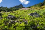 Fireweed, Sitka Valerian, Alpine Lady Ferns in subalpine meadow